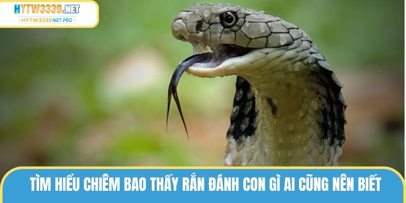 Tìm hiểu chiêm bao thấy rắn đánh con gì ai cũng nên biết 
